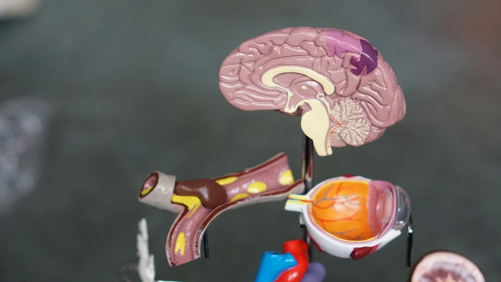 Balance Assessment Tampa | Genesis Brain Institute