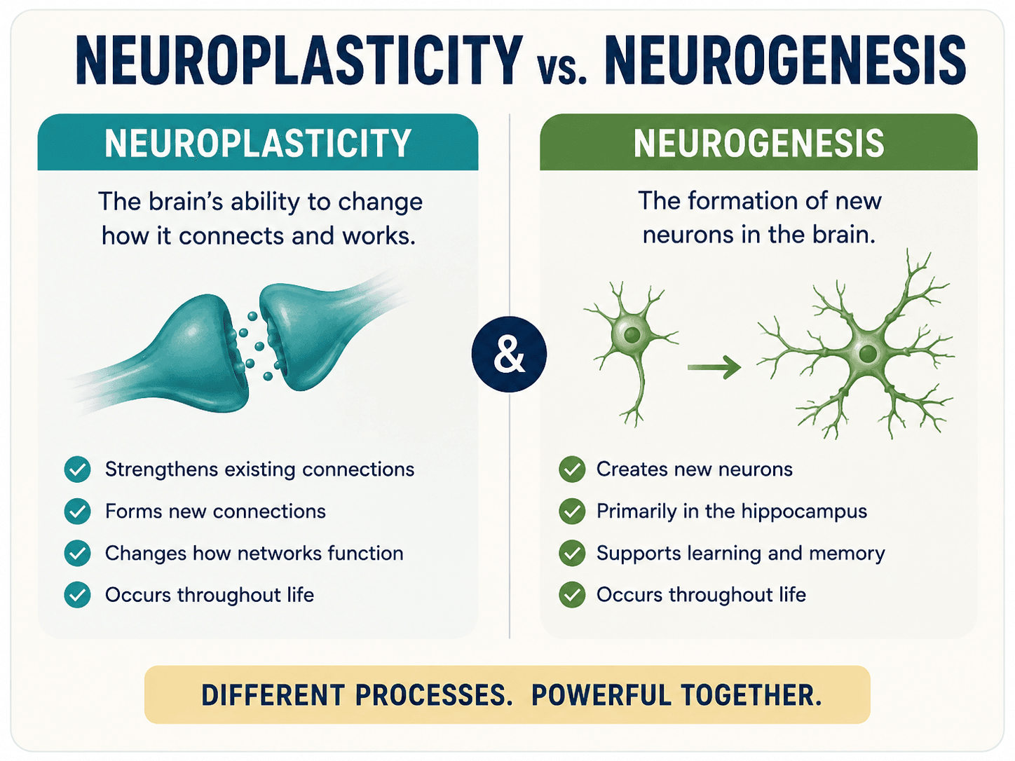 Neuroplasticity vs Neurogenesis